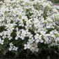 Creeping Thyme Bonsai or Blue Rock CRESS Plant 500 PCS Seeds