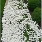 Creeping Thyme Bonsai or Blue Rock CRESS Plant 500 PCS Seeds