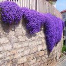Creeping Thyme Bonsai or Blue Rock CRESS Plant 500 PCS Seeds