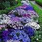 Creeping Thyme Bonsai or Blue Rock CRESS Plant 500 PCS Seeds