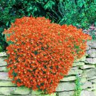 Creeping Thyme Seeds Rock CRESS Plant 100 PCS Seeds