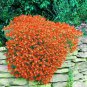 Creeping Thyme Seeds Rock CRESS Plant 100 PCS Seeds