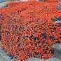 Creeping Thyme Seeds Rock CRESS Plant 100 PCS Seeds