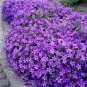 Creeping Thyme Seeds Rock CRESS Plant 200 PCS Seeds