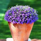 Creeping Thyme Seeds Rock CRESS Plant Apple Green Flowers 200 PCS Seeds