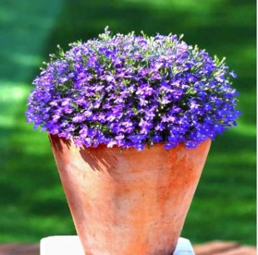 Creeping Thyme Seeds Rock CRESS Plant Apple Green Flowers 200 PCS Seeds