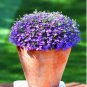 Creeping Thyme Seeds Rock CRESS Plant Apple Green Flowers 200 PCS Seeds