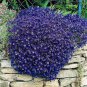 Creeping Thyme Seeds Rock CRESS Plant 200 PCS Seeds