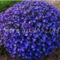 Creeping Thyme Seeds Rock CRESS Plant 200 PCS Seeds