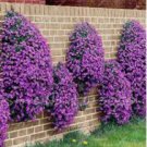 Creeping Thyme Seeds Rock CRESS Plant 200 PCS Seeds Creeping Thyme Seeds Rock CRESS Plant 200 PCS Seeds
