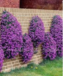 Creeping Thyme Seeds Rock CRESS Plant 200 PCS Seeds