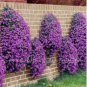 Creeping Thyme Seeds Rock CRESS Plant 200 PCS Seeds
