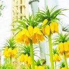 Crown Imperial Bonsai Wang Fritillaria Bonsai 30 PCS Seeds