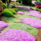 Creeping Thyme Seeds Rock CRESS Plant 200 PCS Seeds