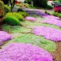 Creeping Thyme Seeds Rock CRESS Plant 200 PCS Seeds