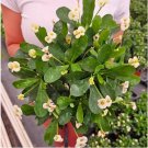 Crown of Thorn Flower 20 PCS Seeds