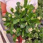 Crown of Thorn Flower 20 PCS Seeds
