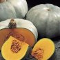 Crown Squash 10 PCS Seeds