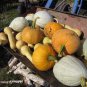 Crown Squash 10 PCS Seeds