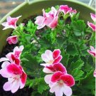 Creeping Thyme Seeds Rock CRESS Plants 200 PCS Seeds