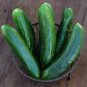 Cucumber Dark Green Crisp Barbed Vegetable 20 PCS Seeds