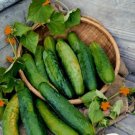 Cucumber Dark Green few Barbed Slippy Vegetable 10 PCS Seeds Cucumber Dark Green few Barbed Slippy Vegetable 10 PCS Seeds