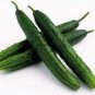 Cucumber Dark Green few Barbed Slippy Vegetable 10 PCS Seeds