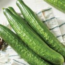 Cucumber Japanese Short Thick Vegetable 20 PCS Seeds