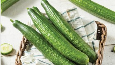 Cucumber Japanese Short Thick Vegetable 20 PCS Seeds