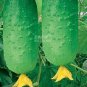 Cucumber Japanese Short Thick Vegetable 20 PCS Seeds