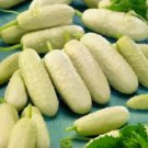Cucumber Long White Wonder 10 PCS Seeds