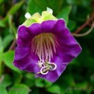 Cup And Saucer Vine Purple 16 PCS Seeds Cup And Saucer Vine Purple 16 PCS Seeds
