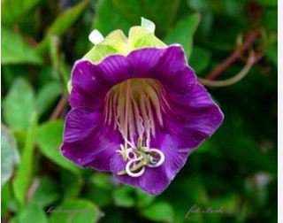 Cup And Saucer Vine Purple 16 PCS Seeds