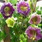 Cup And Saucer Vine Purple 16 PCS Seeds