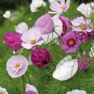 Cupcakes Mix Cosmos 30 PCS Seeds
