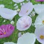 Cupcakes Mix Cosmos 30 PCS Seeds