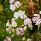 Cupcakes Mix Cosmos Seeds Hardy Plant Flower 30 PCS Seeds