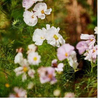 Cupcakes Mix Cosmos Seeds Hardy Plant Flower 30 PCS Seeds