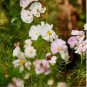 Cupcakes Mix Cosmos Seeds Hardy Plant Flower 30 PCS Seeds