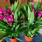 Curcuma Alismatifolia Bonsai Herb Plant 100 PCS Seeds
