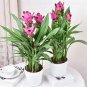 Curcuma Alismatifolia Bonsai Herb Plant 100 PCS Seeds