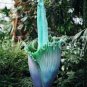 Cut Corpse Bonsai Flower Garden Perennial Potted Plants 100 PCS Seeds