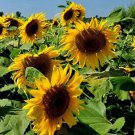 Cut Flower Sunflower Seeds Helianthus Annuus 15 PCS Seeds Cut Flower Sunflower Seeds Helianthus Annuus 15 PCS Seeds