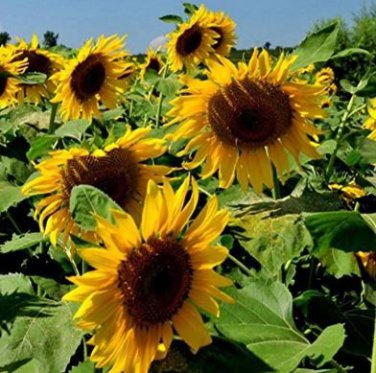 Cut Flower Sunflower Seeds Helianthus Annuus 15 PCS Seeds