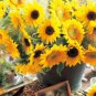 Cut Flower Sunflower Seeds Helianthus Annuus 15 PCS Seeds
