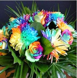 Cute Rainbow Chrysanthemum Livingstone China Aster 100 PCS Seeds