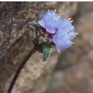Cyanotis arachnoidea C.B.Clarke 2 PCS Seeds Cyanotis arachnoidea C.B.Clarke 2 PCS Seeds