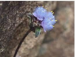Cyanotis arachnoidea C.B.Clarke 2 PCS Seeds