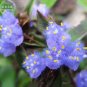 Cyanotis arachnoidea C.B.Clarke 2 PCS Seeds