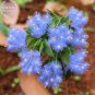 Cyanotis arachnoidea C.B.Clarke 2 PCS Seeds